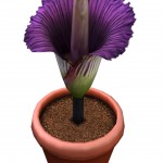 plantcorpseflower titanarum