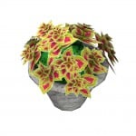 plantpottedcoleus