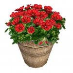 plantpottedflower perennials