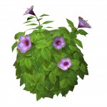 shrubhulagirlhibiscus