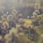 shutterstock 146542037