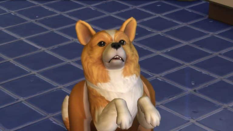The Sims 4 Cats & Dogs: GamesRadar Interview with Grant Rodiek