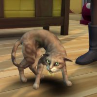 The Sims 4 Cats Dogs Veterinarian Official Gameplay Trailer 047