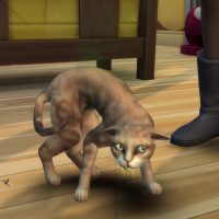 The Sims 4 Cats Dogs Veterinarian Official Gameplay Trailer 051