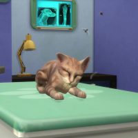 The Sims 4 Cats Dogs Veterinarian Official Gameplay Trailer 078