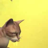 The Sims 4 Cats Dogs Veterinarian Official Gameplay Trailer 101