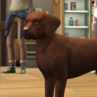 The Sims 4 Cats Dogs Veterinarian Official Gameplay Trailer 182