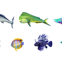 fish.png.adapt .crop16x9.1455w