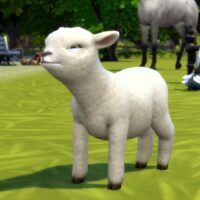 TS4 Horses 2