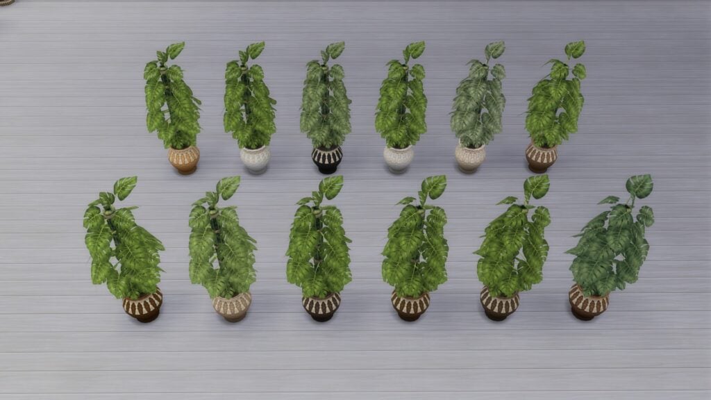 Taurus Boho Climbing Monstera Plant Preview