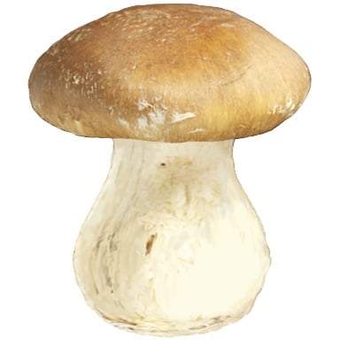 Tomodachi Life: Living The Dream Food and Drinks Overview 175 Food035 MISC Mushroom