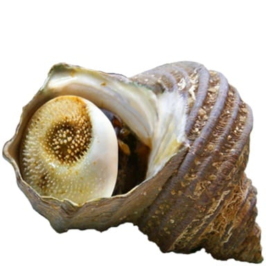 Tomodachi Life: Living The Dream Food and Drinks Overview 182 Food055 MISC TurbanShell