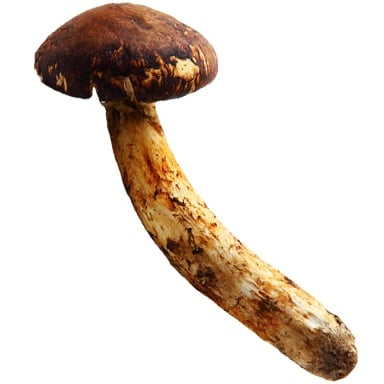 Tomodachi Life: Living The Dream Food and Drinks Overview 204 Food110 MISC Mushroom2