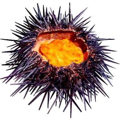 Tomodachi Life: Living The Dream Food and Drinks Overview 249 Food226 MISC SeaUrchin