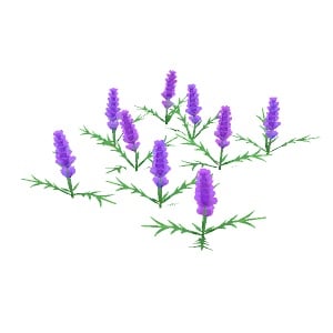 ObjFlowerLavender