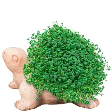 Treasure AnimalFlowerpot 1