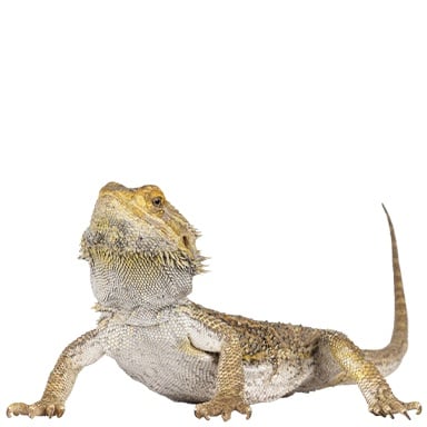Treasure BeardedDragon