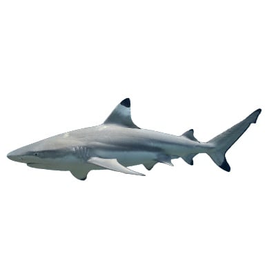 Treasure BlackTipReefShark