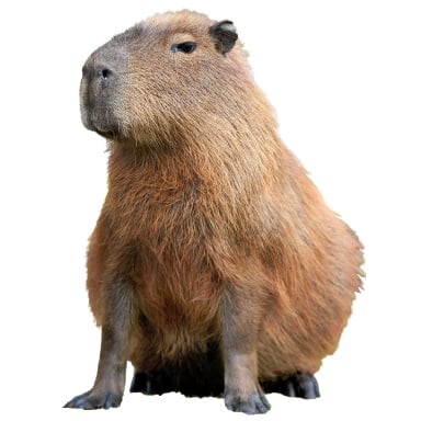 Treasure Capybara