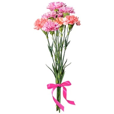 Treasure Carnation 1