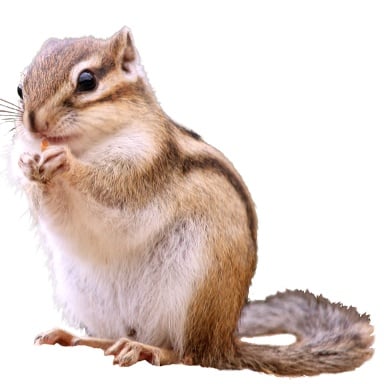 Treasure Chipmunk