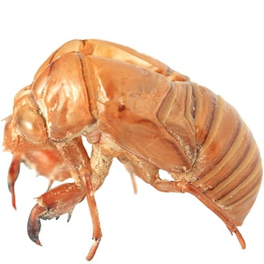 Treasure CicadaShell