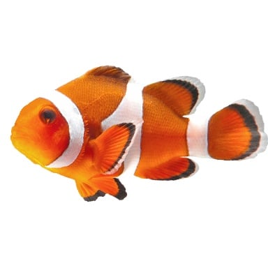 Treasure Clownfish