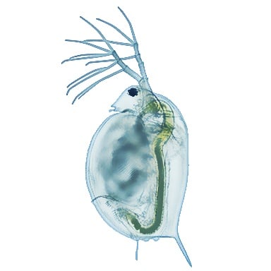 Treasure Daphnia
