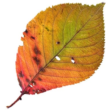 Treasure FallenLeaves