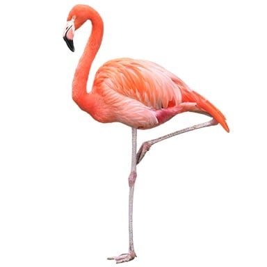Treasure Flamingo
