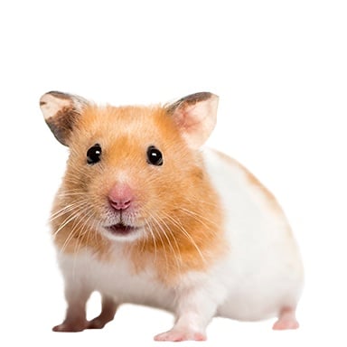 Treasure Hamster