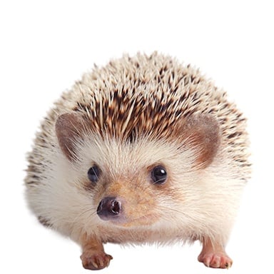 Treasure Hedgehog