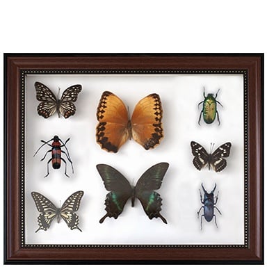 Treasure InsectSpecimen