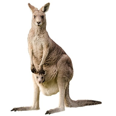 Treasure Kangaroo