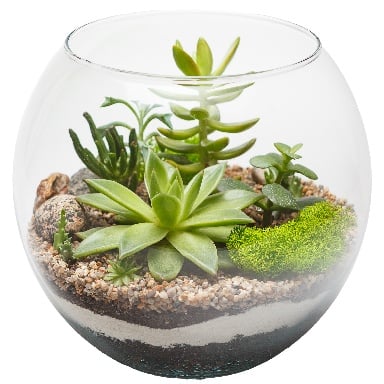 Treasure MiniTerrarium 1