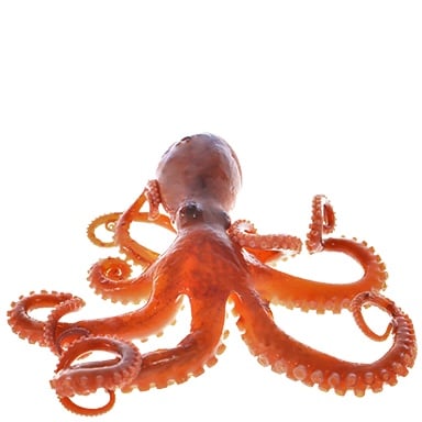 Treasure Octopus