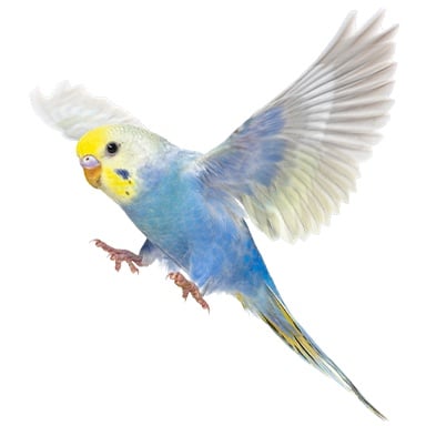 Treasure Parakeet