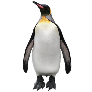 Treasure Penguin