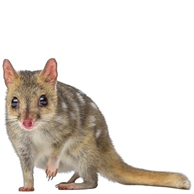 Treasure Quoll