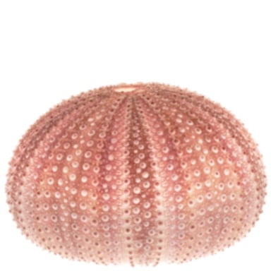 Treasure SeaUrchinBone 1