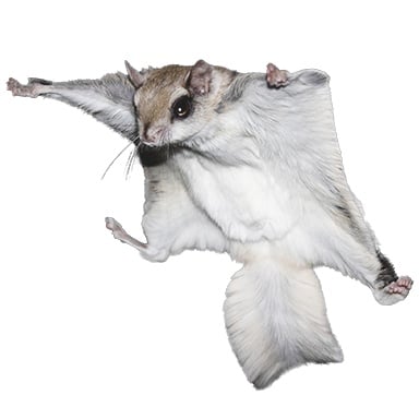 Treasure SugarGlider