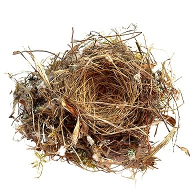 Treasure SwallowsNest 1