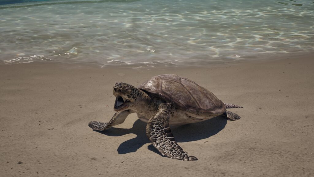 inzoi vacations update sea turtle